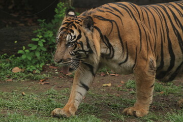A Sumatran tiger wanders around the area during the day