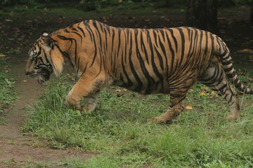 A Sumatran tiger wanders around the area during the day