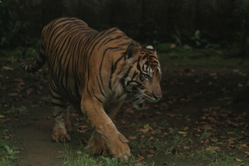 A Sumatran tiger wanders around the area during the day