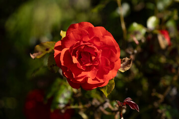 Red flower in nature