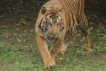 A Sumatran tiger wanders around the area during the day