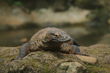 A komodo dragon crawls on the rocks watching the surroundings during the day