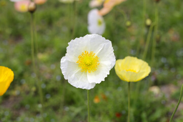 Beautiful poppy flower garden. The Expo 70 Commemorative Park, Osaka, Japan