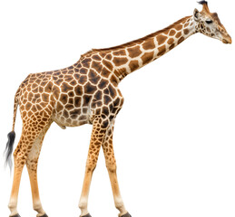 Fototapeta premium Side view full body photography shot of a giraffe isolated on transparent background. Tall African safari wildlife animal with long neck, herbivore, standing, exotic