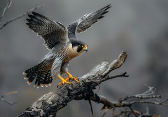 Obraz premium A peregrine falcon lands on the branch of an old tree A bird with black and white feathers perches gracefully in mid-air Generative AI