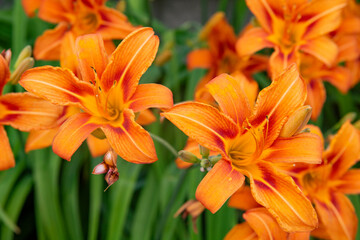 Tiger lilies in garden. Orange Tiger Lily flowers. Red lily. Floral background. Lilium lancifolium....