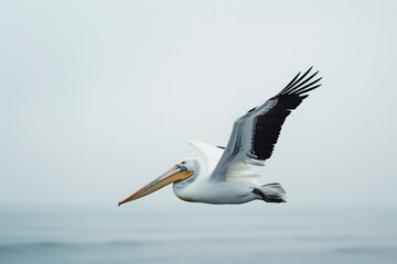 Pelican on Beach by Seaside, Reflecting Its Natural Environment and Coastal Habitat