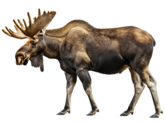 Moose deer animal with horns side view full body length portrait isolated on transparent background. Forest wildlife mammal with antlers, large brown creature