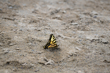 butterfly on the sand