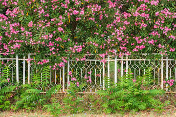 Nerium Oleander (Rosebay) Pink Flowers, green leaves and  Metal white Fence  Yard Fence Protection. In the summer season.