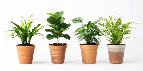 Fototapeta premium Various potted houseplants in different pots on a white background.