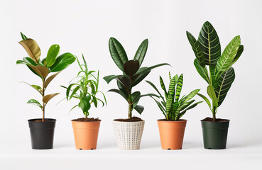 Obraz premium Various potted houseplants in different pots on a white background.