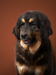 Tibetan Mastiff portrait, its noble demeanor captured in studio. This image accentuates the breed's thick mane and soulful eyes against a warm backdrop.