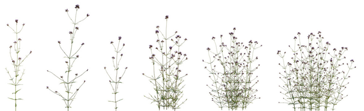 Set of frontal Verbena bonariensis (the purpletop vervain, clustertop vervain, Argentinian vervain, verbena or pretty) isolated png on a transparent background perfectly cutout high resolution