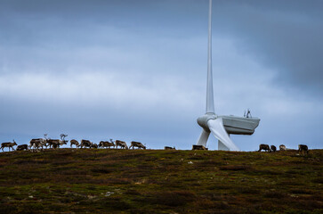 A group of reindeer grazing with a wind turbine in the background