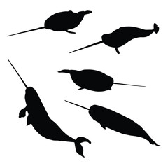 Narwhal Silhouette Vector Illustration Set © Kay