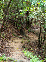 Fototapeta premium 落ち葉が積もる山道の風景