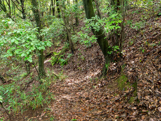 落ち葉が積もる山道の風景