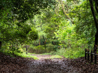 落ち葉が積もる山道の風景