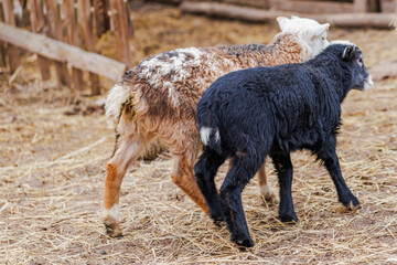 Fototapeta premium Two Lambs Walking In A Farm Yard