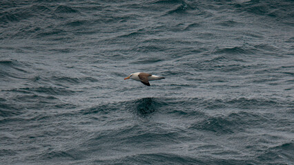 Antarctica Albatross Bird in Flight Over Ocean Close to Water Bird Wildlife Birding View From Ship