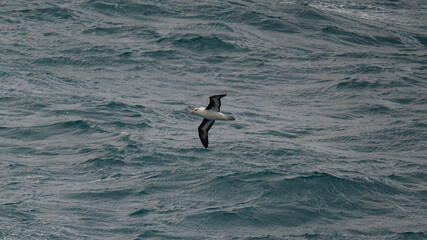 Antarctica Albatross Bird in Flight Angled Up Over Ocean Close to Water Bird Wildlife Birding View From Ship