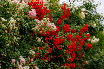 A bush with pink and white flowers and red flowers, greening concept