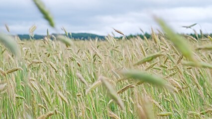 Green Unripe Wheat Secale Ears Swaying Wind before Harvest Season