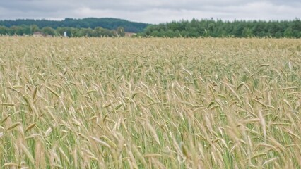 Green Unripe Wheat Secale Ears Swaying Wind before Harvest Season
