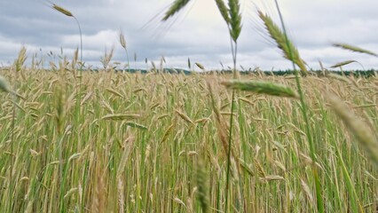 Green Unripe Wheat Secale Ears Swaying Wind before Harvest Season