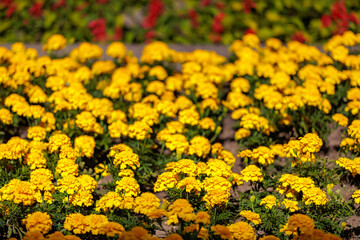 A field of yellow flowers with some red flowers in the background