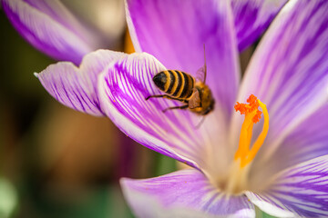 Close Up Of A Bee On A Purple Crocus Flower