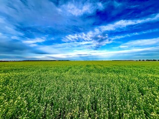 Camelina
