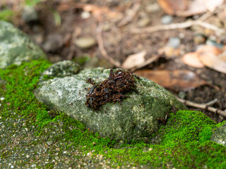 虫の死骸に群がる小さな蟻