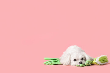 Cute dog with cleaning supplies on pink background