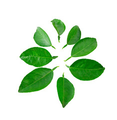 Kaffir lime leaves isolated on transparent png