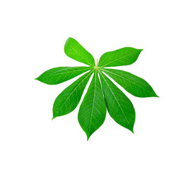 cassava leaves   isolated on transparent png