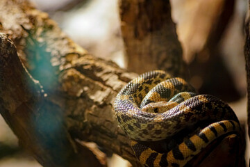 Fototapeta premium Among Branches and Scales: Snake on Its Natural Throne