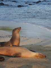 Obraz premium sea lion at dawn