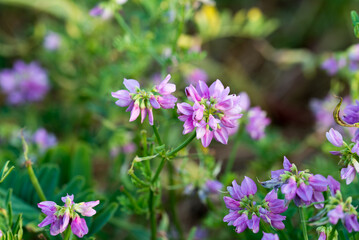 Purple crown vetch,.Securigera varia flowers closeup selective focus