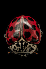 Fototapeta premium Ladybug close-up highlighting intricate patterns and high contrast colors on its shell