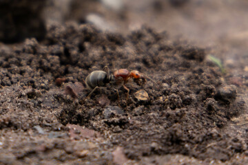 ant digging its anthill on the hill while facing the camera