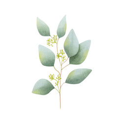 Blooming eucalyptus branch isolated on transparent background. Hand drawn watercolor botanical illustration. Clipart for design, cards, labels, invitations, congratulations, packaging, printing