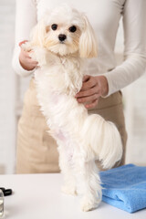 Female groomer taking care of cute Maltese dog in salon