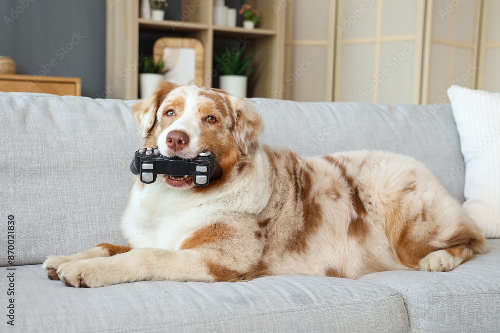 Wall mural Adorable Australian Shepherd dog with game pad lying on sofa at home