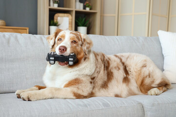 Adorable Australian Shepherd dog with game pad lying on sofa at home