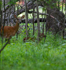 deer in the woods