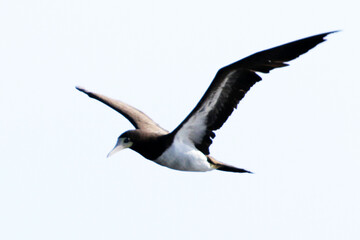 Atobá com sua elegância e destreza espetacular no seu voo, quando mergulha para pescar a precisão e de 100% na fase adulta. 