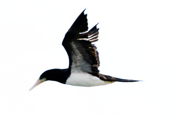 Atobá com suahttps://as2.ftcdn.net/jpg/08/70/02/37/220_F_870023770_muy5ebPG9iYwPRYxhDzWZk elegância e destreza espetacular no seu voo, quando mergulha para pescar a precisão e de 100% na fase adulta. 