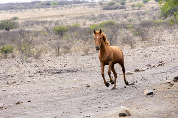 Fototapeta premium horse loose on a hill with its front legs tied, running freely, surrounded by beautiful nature